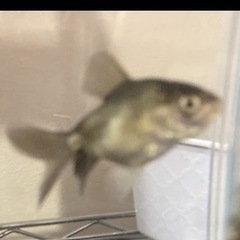オランダ獅子頭　1匹　稚魚　5センチくらい　金魚の画像