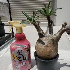 パキポディウム グラキリス 現地株 コーデックス 塊根植物 パキプスの画像
