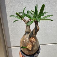 パキポディウム グラキリス 現地株 コーデックス 塊根植物 パキプスの画像