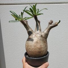 パキポディウム グラキリス 現地株 コーデックス 塊根植物 パキプスの画像