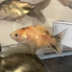オランダ獅子頭　稚魚　1匹　5センチくらい　金魚の画像