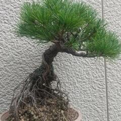 大幅値下げ年代物五葉松！