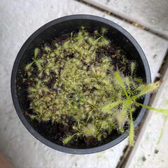 食虫植物セット！ドロセラカペンシス、フィルフォルミスレッドの画像
