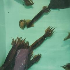 活イカの画像