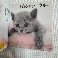 はじめてのずかん555 かわいいこねこ 2冊セットの画像