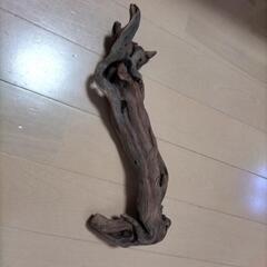 🌳アクアリウム流木🌳の画像