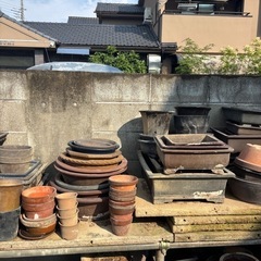 鉢植えの画像