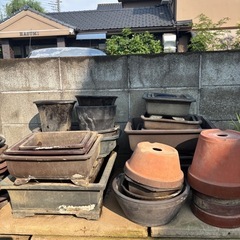 鉢植えの画像