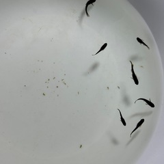 カイジ　メダカ(ダルマ因子あり)