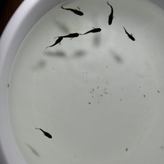 カイジ　メダカ(ダルマ因子あり)の画像