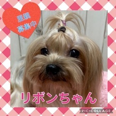 引退犬の里親募集★ヨークシャーテリアのリボンちゃん★