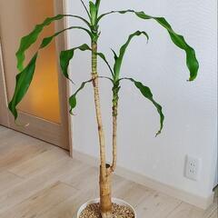 観葉植物　ドラセナ