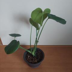 🌿‬モンステラ  2株植え🌿‬の画像