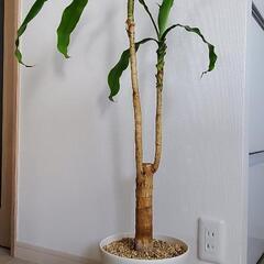 観葉植物　ドラセナの画像