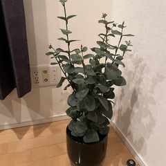 フェイクグリーン　 IKEA 2つセット　籠付きの画像