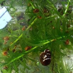 ラムズホーン1匹1円で……水槽のお掃除や飼育水の浄化に､､､の画像