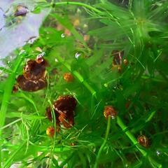 ラムズホーン1匹1円で……水槽のお掃除や飼育水の浄化に､､､の画像