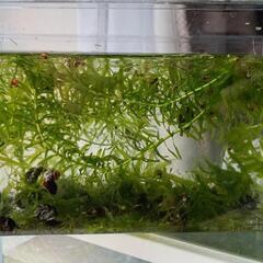 ラムズホーン1匹1円で……水槽のお掃除や飼育水の浄化に､､､の画像