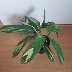🌿‬クテナンテ ルベルシアーナ🌿‬の画像