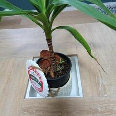 センターテーブル週末値下げ！の画像