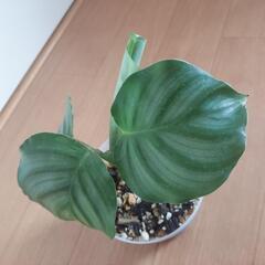 🌿‬カラテア オルビフォリア🌿‬の画像