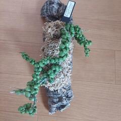 🌿‬激レア    ディスキディア🌿‬の画像
