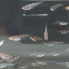 ブランドMIX（稚魚～若魚）夜桜・上見強ﾗﾒ・紅白体外光・出目パンダなど　可愛くて面白いですよの画像