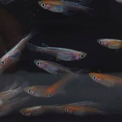 紅白体外光めだか　選別モレ　30匹から　2100円でお願いします。の画像