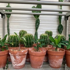 サボテンや花麒麟の画像