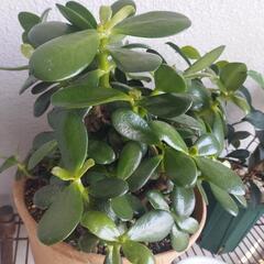 🌿‬金の成る木🌿‬の画像