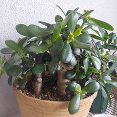 🌿‬金の成る木🌿‬の画像