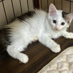 トライアル決定　長毛　とても可愛らしい妹猫のネネちゃん
