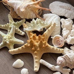 貝殻とサンゴ、ヒトデ等のセット　バスルーム　インテリア　ハンドメイド　夏休み工作の画像