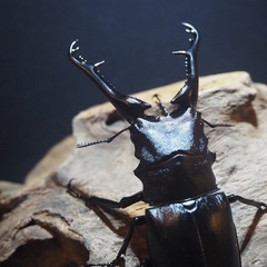 昆虫くじの画像