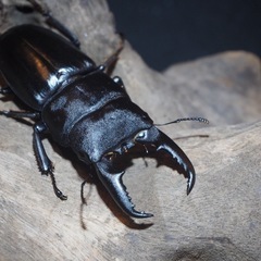 昆虫くじの画像
