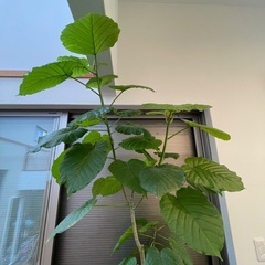 【値下げ】ウンベラータ 大型　220cm 9月末までの画像