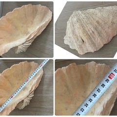 巨大な貝殻　シェル　ビーチインテリア、ガーデニング、バスルームに　沖縄　海の画像