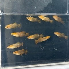 メダカ　飛燕　10匹　産卵中の画像