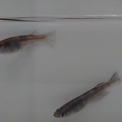 雲州三色　④　1ペア　親クラス　4500円です。個体確認お願いします。の画像