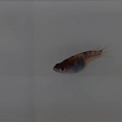 雲州三色（ショート）メス　1匹のみ　3000円ですので個体の確認は必ずお願いします。の画像