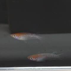 紅白体外光めだ　若魚　1ペア　4500円になります。の画像