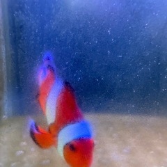 引取限定　カクレクマノミ　天然　ワイルド　沖縄　海水魚の画像