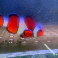 引取限定　カクレクマノミ　天然　ワイルド　沖縄　海水魚の画像