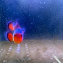 引取限定　カクレクマノミ　天然　ワイルド　沖縄　海水魚の画像
