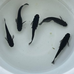メダカ　曜変天目　雄2雌3 産卵中の画像