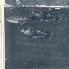 メダカ　曜変天目　雄2雌3 産卵中の画像