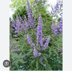 人参木　ニンジンボク　庭木　植物