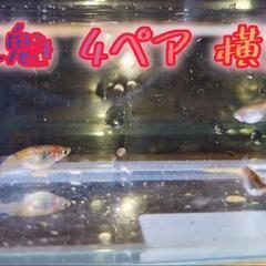 8/12まで 花魁めだか 若魚4ペア8匹 現物渡しの画像