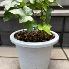 【観葉植物】アイビー　ヘデラの画像