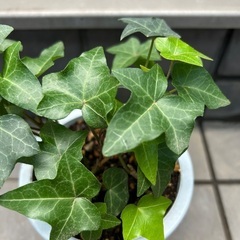 【観葉植物】アイビー　ヘデラの画像